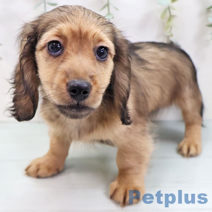 福岡県のミニチュアダックスフンド(ロング) (ペットプラス 八幡東店/2025年8月25日生まれ/男の子/シェーデットレッド)の子犬