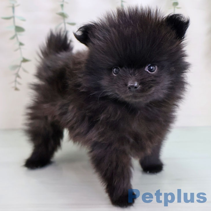 福岡県のポメラニアン (ペットプラス 八幡東店/2025年9月3日生まれ/男の子/ブラック)の子犬