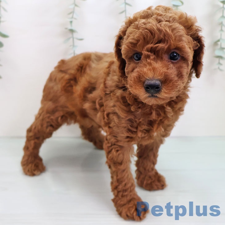 福岡県のトイプードル(トイ) (ペットプラス 香椎浜店/2025年9月1日生まれ/男の子/レッド)の子犬の1枚目の画像