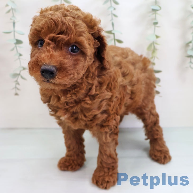 福岡県のトイプードル(トイ) (ペットプラス 香椎浜店/2025年9月1日生まれ/男の子/レッド)の子犬の2枚目の画像