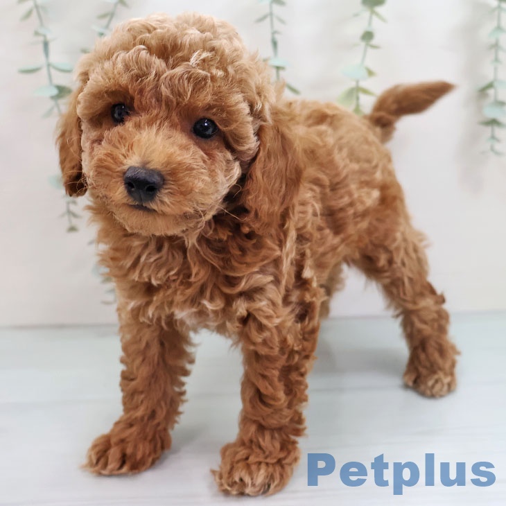 沖縄県のトイプードル(トイ) (ペットプラス 沖縄ライカム店/2025年9月1日生まれ/男の子/レッド)の子犬の1枚目の画像