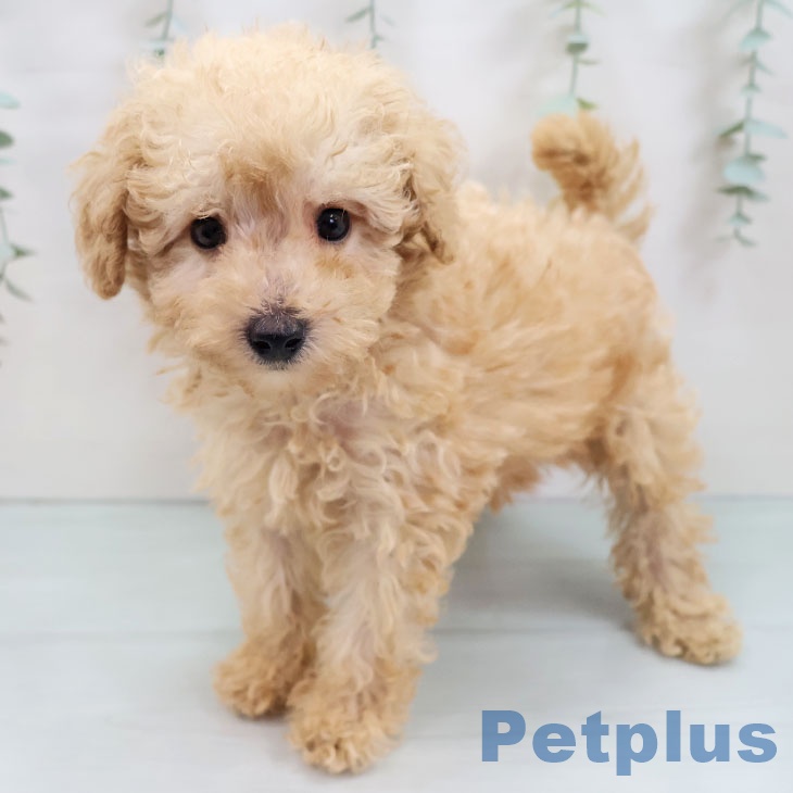 長崎県のトイプードル(トイ) (ペットプラス 長崎店/2025年9月3日生まれ/男の子/アプリコット)の子犬の1枚目の画像