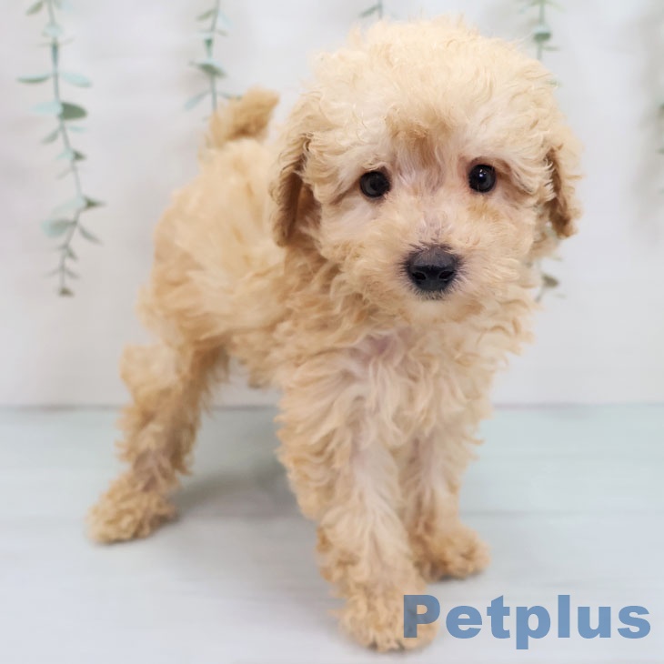 長崎県のトイプードル(トイ) (ペットプラス 長崎店/2025年9月3日生まれ/男の子/アプリコット)の子犬の2枚目の画像