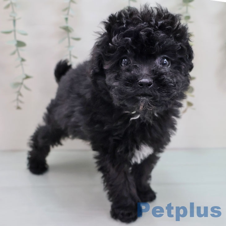 沖縄県のトイプードル(トイ) (ペットプラス 南風原店/2025年9月3日生まれ/男の子/ブラック)の子犬