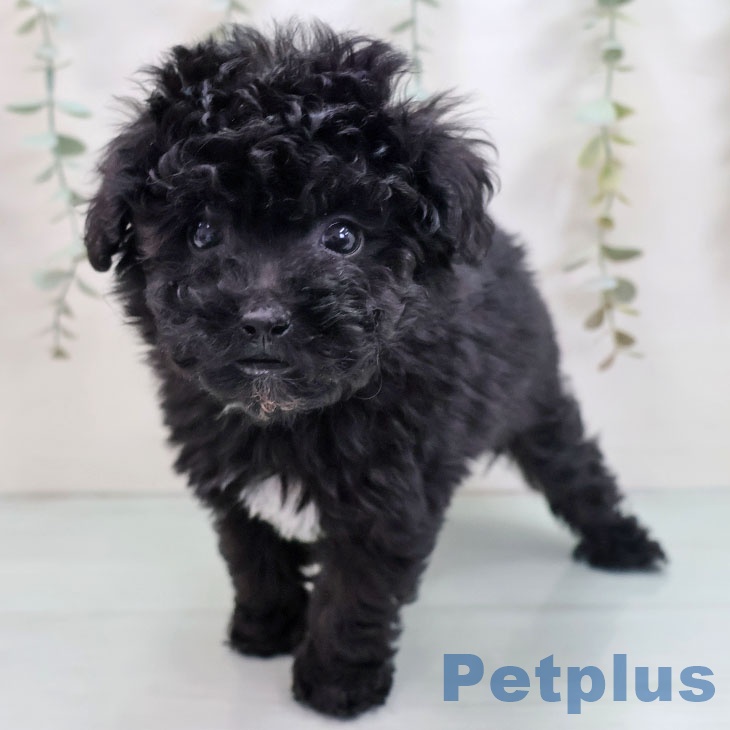 沖縄県のトイプードル(トイ) (ペットプラス 南風原店/2025年9月3日生まれ/男の子/ブラック)の子犬の2枚目の画像