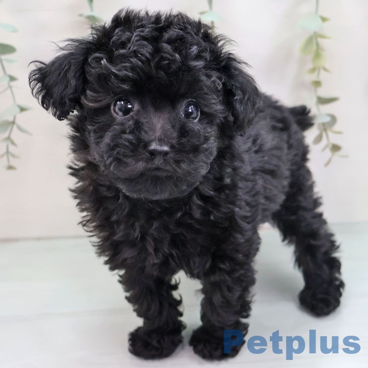 福岡県のトイプードル(トイ) (ペットプラス ららぽーと福岡店/2025年9月3日生まれ/男の子/ブラック)の子犬の1枚目の画像