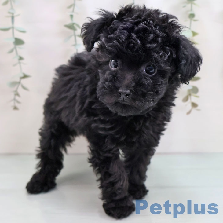 福岡県のトイプードル(トイ) (ペットプラス ららぽーと福岡店/2025年9月3日生まれ/男の子/ブラック)の子犬の2枚目の画像