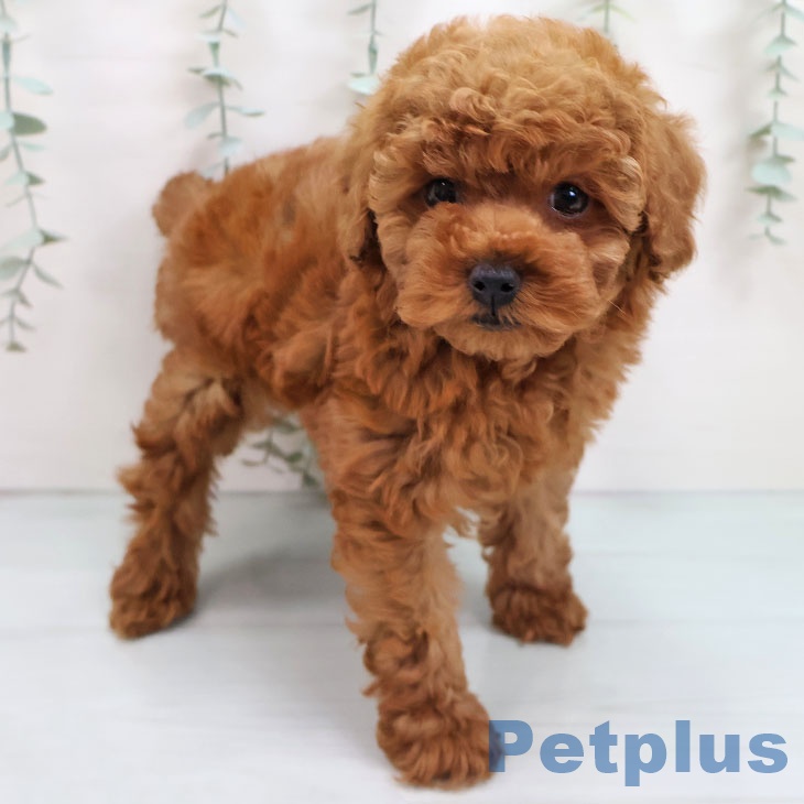 トイ・プードル