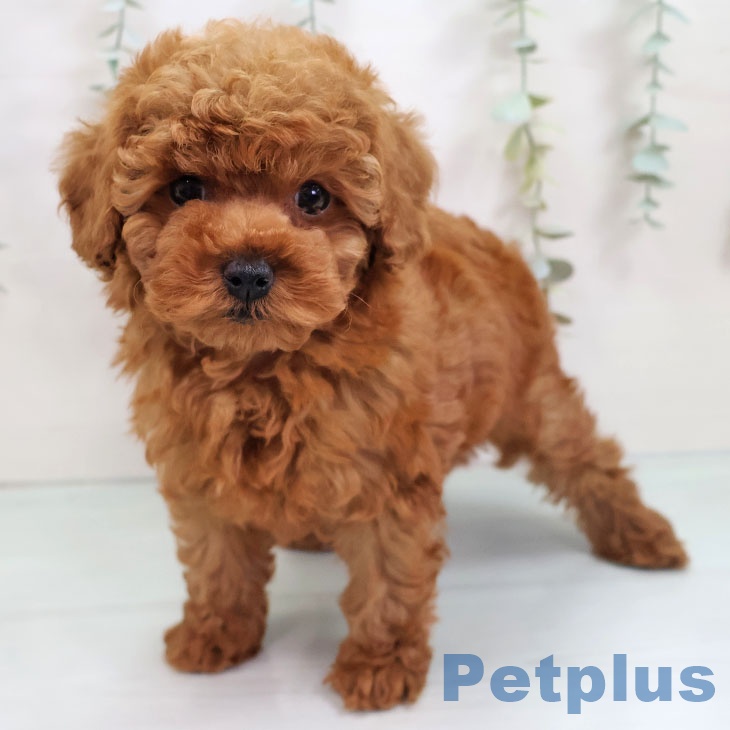 トイ・プードル