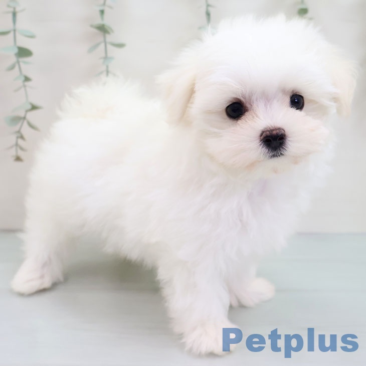 福岡県のマルチーズ (ペットプラス 福岡店/2025年9月3日生まれ/男の子/ホワイト)の子犬の1枚目の画像