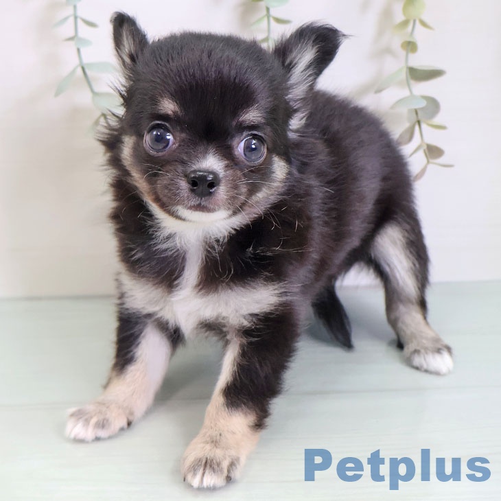 沖縄県のチワワ(ロング) (ペットプラス 沖縄ライカム店/2025年9月2日生まれ/女の子/ブラックタンホワイト)の子犬