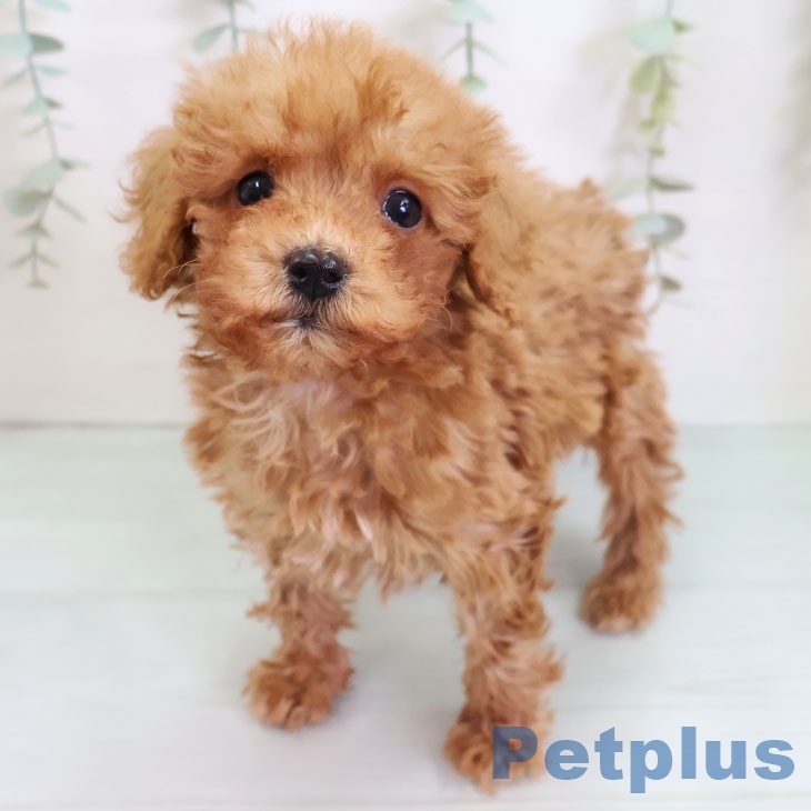 福岡県のトイプードル(トイ) (ペットプラス 福岡店/2025年9月3日生まれ/男の子/レッド)の子犬の1枚目の画像