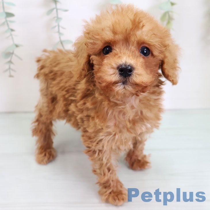 福岡県のトイプードル(トイ) (ペットプラス 福岡店/2025年9月3日生まれ/男の子/レッド)の子犬の2枚目の画像