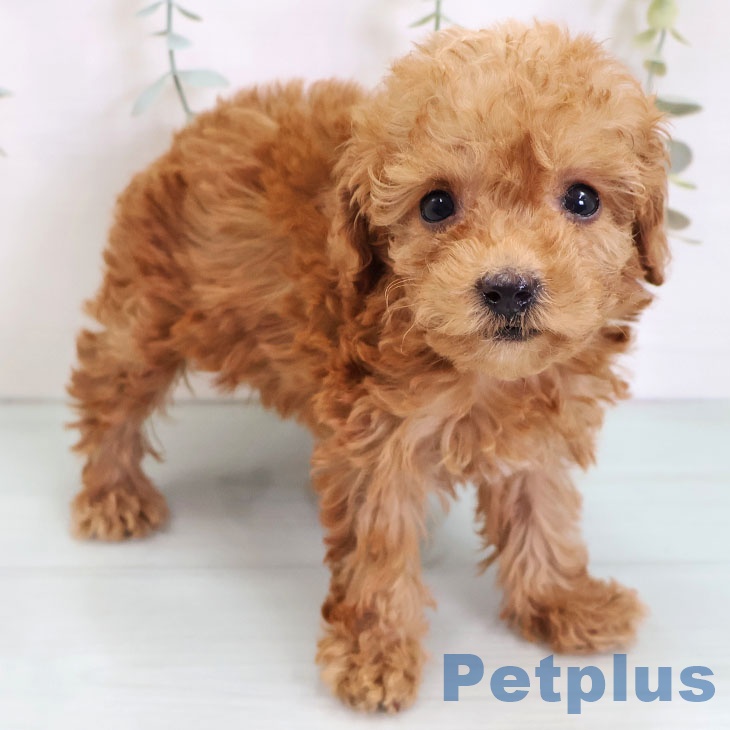 愛知県のトイプードル(トイ) (ペットプラス 則武新町店/2025年9月3日生まれ/女の子/レッド)の子犬の1枚目の画像