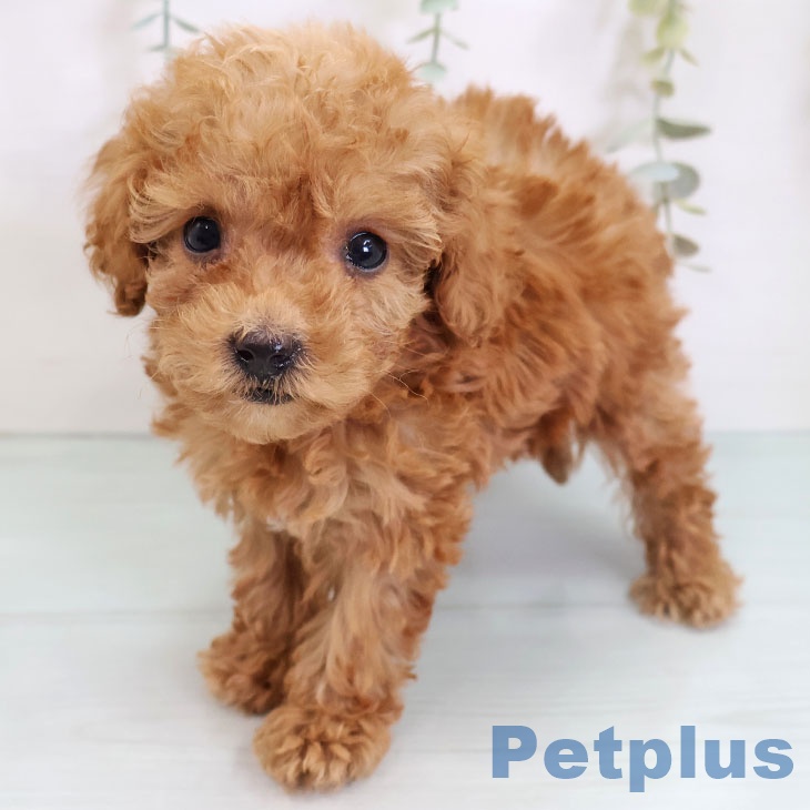 愛知県のトイプードル(トイ) (ペットプラス 則武新町店/2025年9月3日生まれ/女の子/レッド)の子犬の2枚目の画像