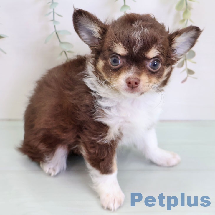 福岡県のチワワ(ロング) (ペットプラス 八幡東店/2025年9月4日生まれ/女の子/チョコレートタンホワイト)の子犬