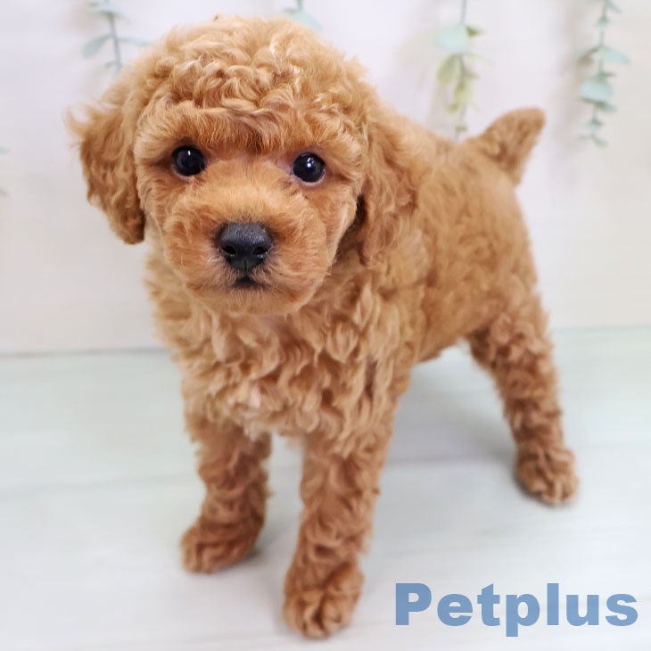 沖縄県のトイプードル(トイ) (ペットプラス 沖縄ライカム店/2025年9月4日生まれ/男の子/アプリコット)の子犬の1枚目の画像
