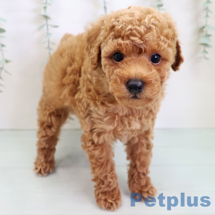 沖縄県のトイプードル(トイ) (ペットプラス 沖縄ライカム店/2025年9月4日生まれ/男の子/アプリコット)の子犬の2枚目の画像