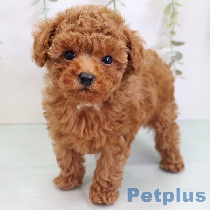 福岡県のトイプードル(トイ) (ペットプラス 八幡東店/2025年9月4日生まれ/男の子/レッド)の子犬の1枚目の画像