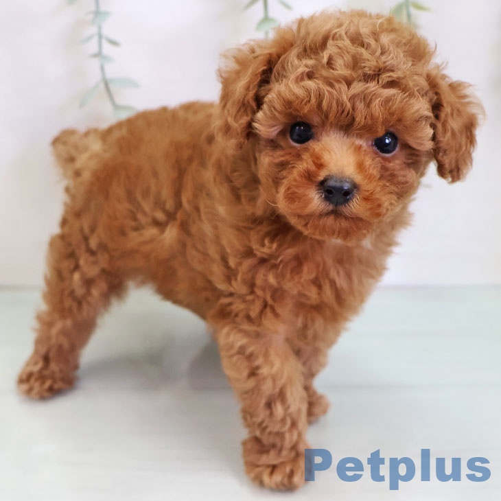 福岡県のトイプードル(トイ) (ペットプラス 八幡東店/2025年9月4日生まれ/男の子/レッド)の子犬の2枚目の画像