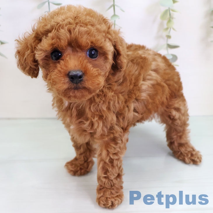 愛知県のトイプードル(トイ) (ペットプラス 岡崎店/2025年9月4日生まれ/女の子/レッド)の子犬の1枚目の画像