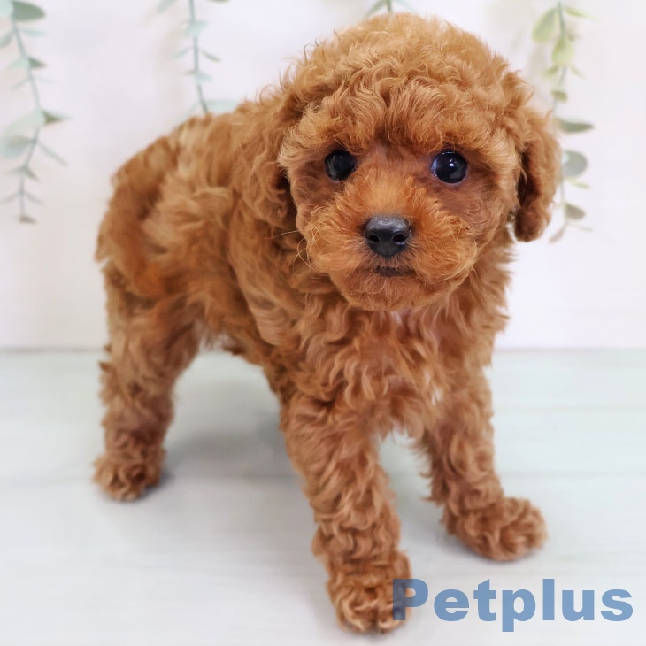 愛知県のトイプードル(トイ) (ペットプラス 岡崎店/2025年9月4日生まれ/女の子/レッド)の子犬の2枚目の画像