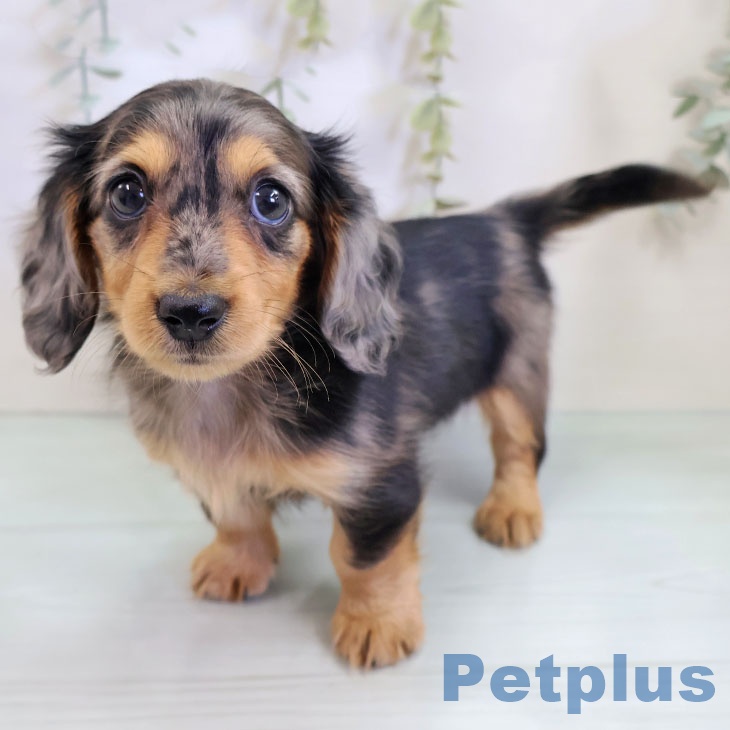 岐阜県のカニンヘンダックスフンド(ロング) (ペットプラス 各務原店/2025年9月1日生まれ/女の子/シルバーダップル)の子犬