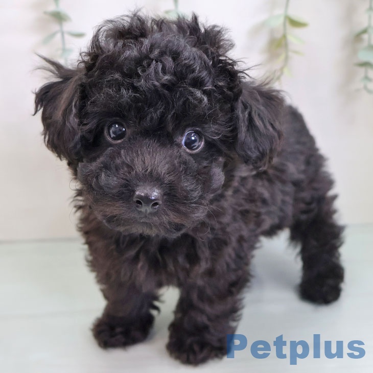 トイ・プードル