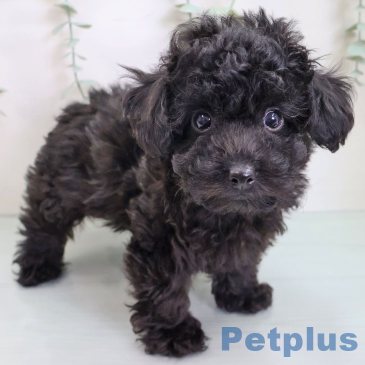 トイ・プードル