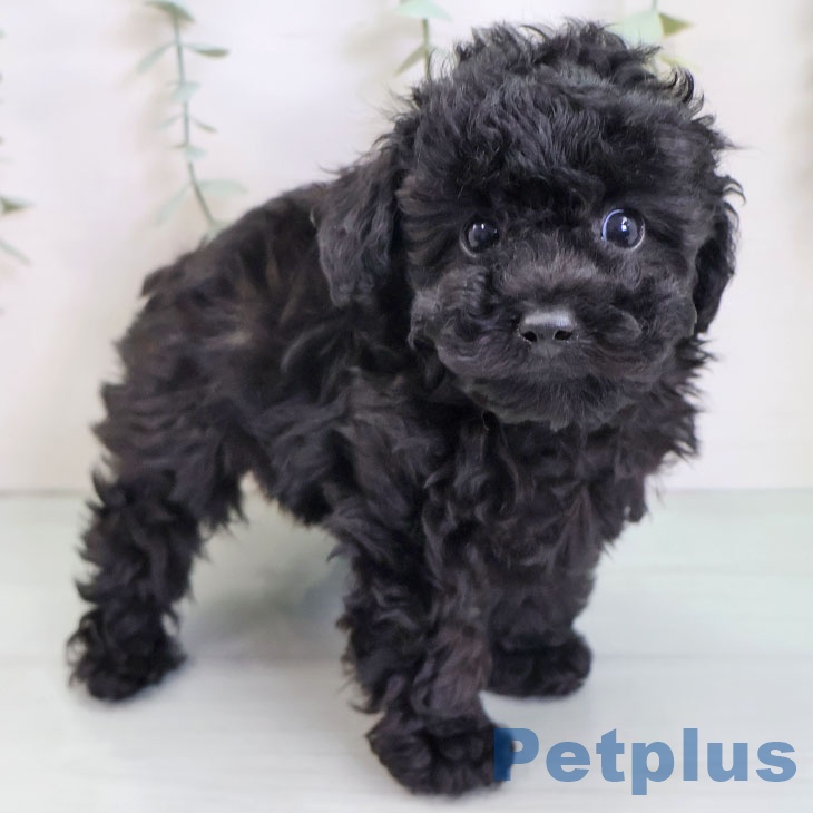 トイ・プードル