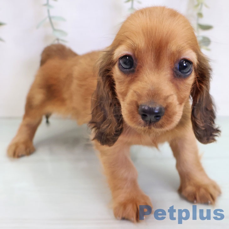 三重県のミニチュアダックスフンド(ロング) (ペットプラス 東員店/2025年9月4日生まれ/女の子/レッド)の子犬