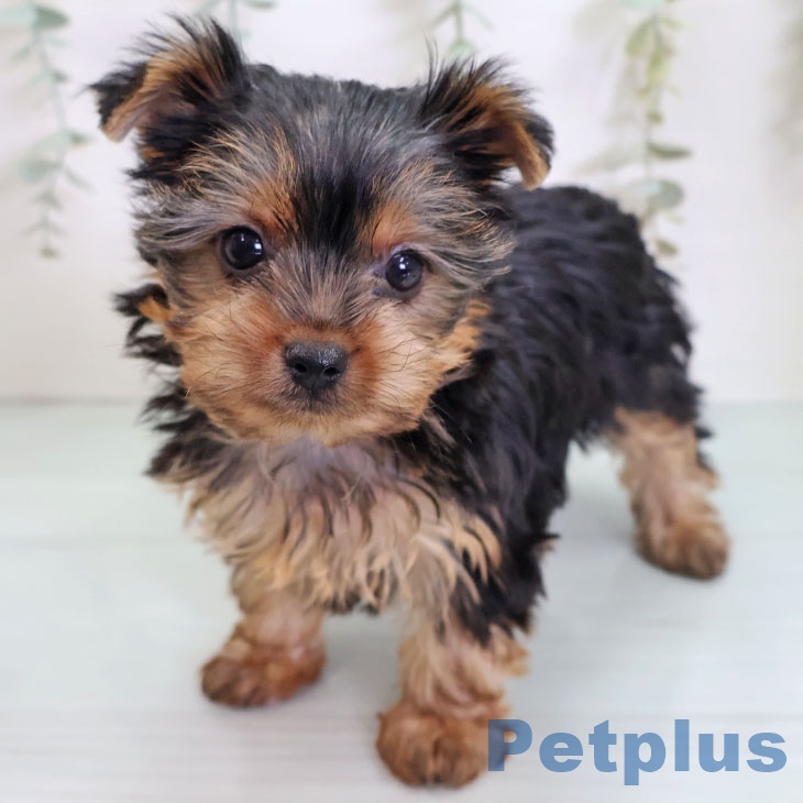 福岡県のヨークシャーテリア (ペットプラス 小倉南店/2025年9月4日生まれ/女の子/スチールブルータン)の子犬の1枚目の画像