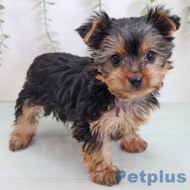 福岡県のヨークシャーテリア (ペットプラス 小倉南店/2025年9月4日生まれ/女の子/スチールブルータン)の子犬の2枚目の画像