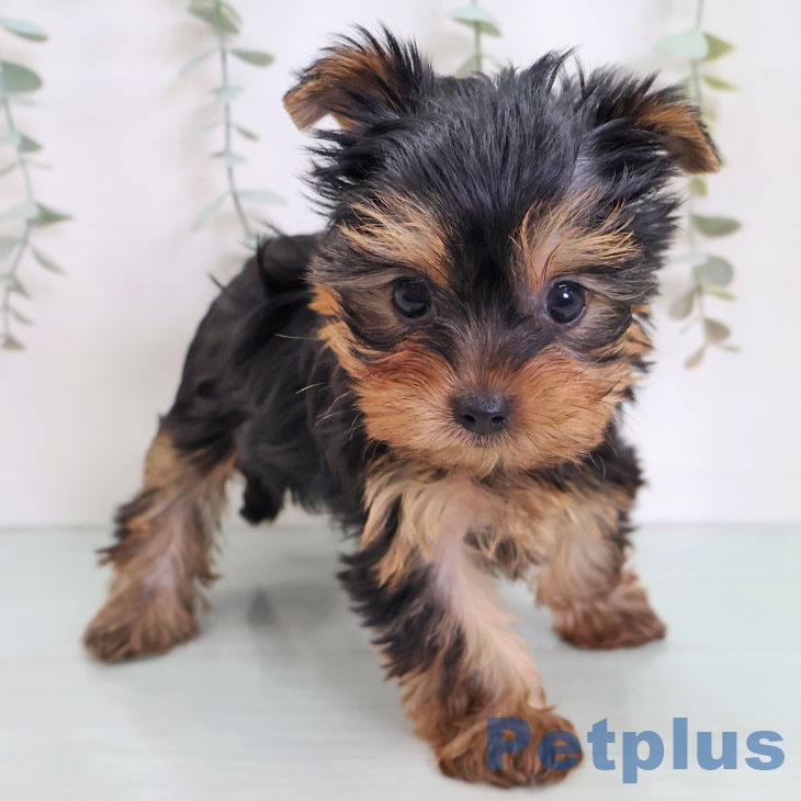 福岡県のヨークシャーテリア (ペットプラス 八幡東店/2025年9月4日生まれ/女の子/スチールブルータン)の子犬