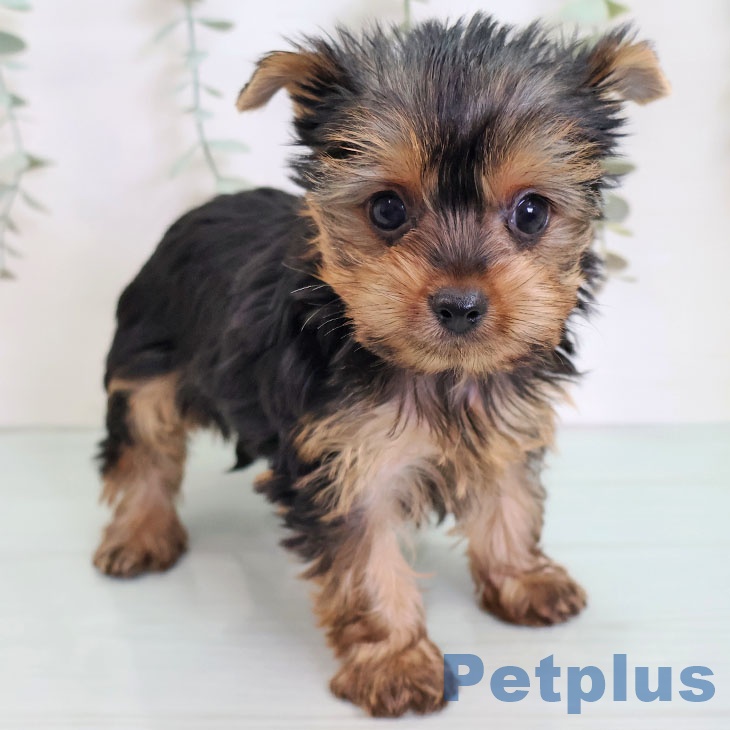 福岡県のヨークシャーテリア (ペットプラス ららぽーと福岡店/2025年9月4日生まれ/女の子/スチールブルータン)の子犬