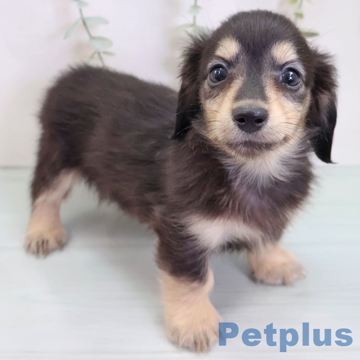 ミニチュア・ダックスフンド