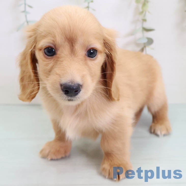 ミニチュア・ダックスフンド