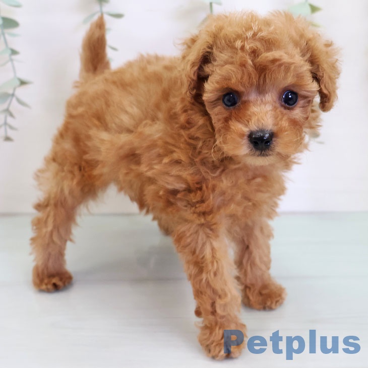 福岡県のトイプードル(トイ) (ペットプラス 八幡東店/2025年8月29日生まれ/男の子/アプリコット)の子犬