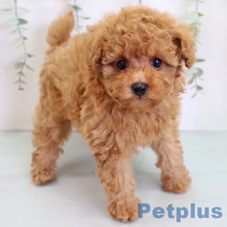 岐阜県のトイプードル(トイ) (ペットプラス 各務原店/2025年8月29日生まれ/女の子/アプリコット)の子犬