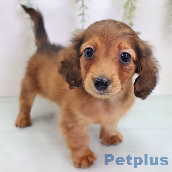 愛知県のカニンヘンダックスフンド(ロング) (ペットプラス mozoワンダーシティ店/2025年9月2日生まれ/男の子/レッド)の子犬の1枚目の画像