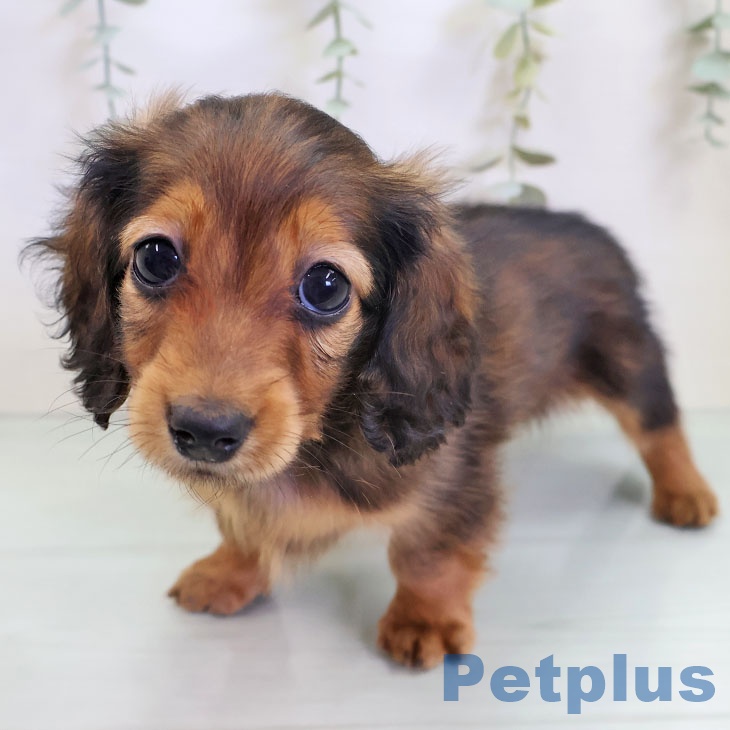 カニーンヘン・ダックスフンド