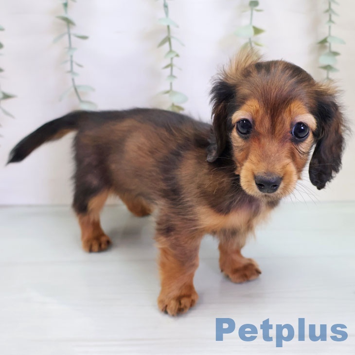 カニーンヘン・ダックスフンドの写真2