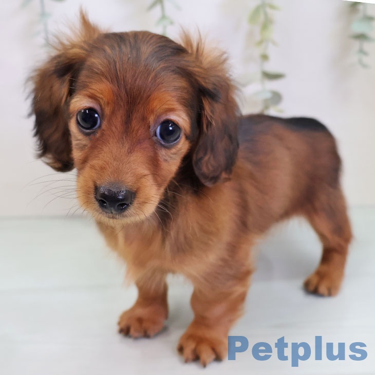愛知県のカニンヘンダックスフンド(ロング) (ペットプラス 岡崎店/2025年9月2日生まれ/女の子/レッド)の子犬の1枚目の画像