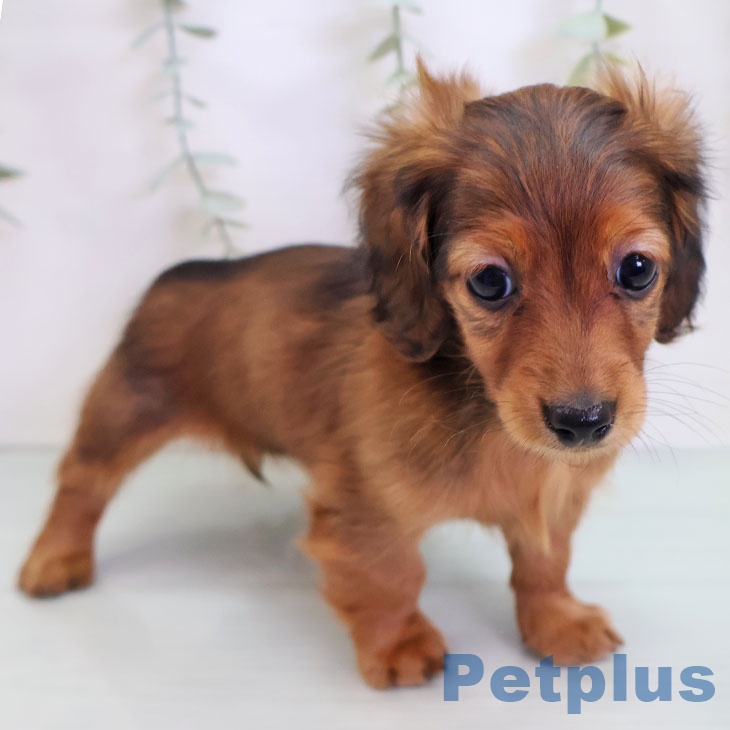 愛知県のカニンヘンダックスフンド(ロング) (ペットプラス 岡崎店/2025年9月2日生まれ/女の子/レッド)の子犬の2枚目の画像