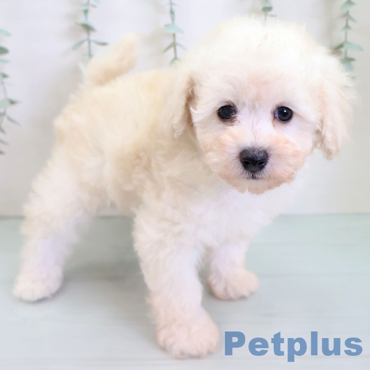 福岡県のトイプードル(トイ) (ペットプラス 八幡東店/2025年9月1日生まれ/女の子/ホワイト)の子犬