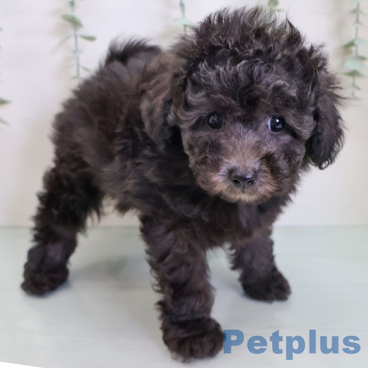 熊本県のトイプードル(トイ) (ペットプラス 熊本店/2025年9月1日生まれ/女の子/シルバー)の子犬