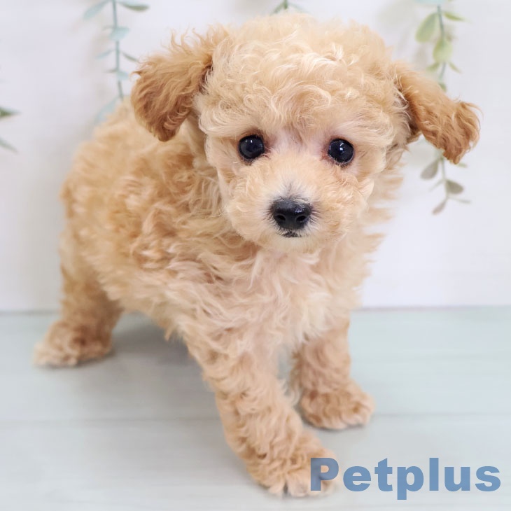 熊本県のトイプードル(トイ) (ペットプラス 熊本店/2025年9月4日生まれ/男の子/アプリコット)の子犬