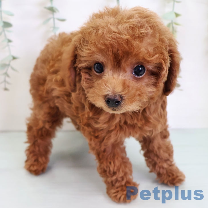 沖縄県のトイプードル(トイ) (ペットプラス 沖縄ライカム店/2025年9月4日生まれ/男の子/レッド)の子犬の1枚目の画像
