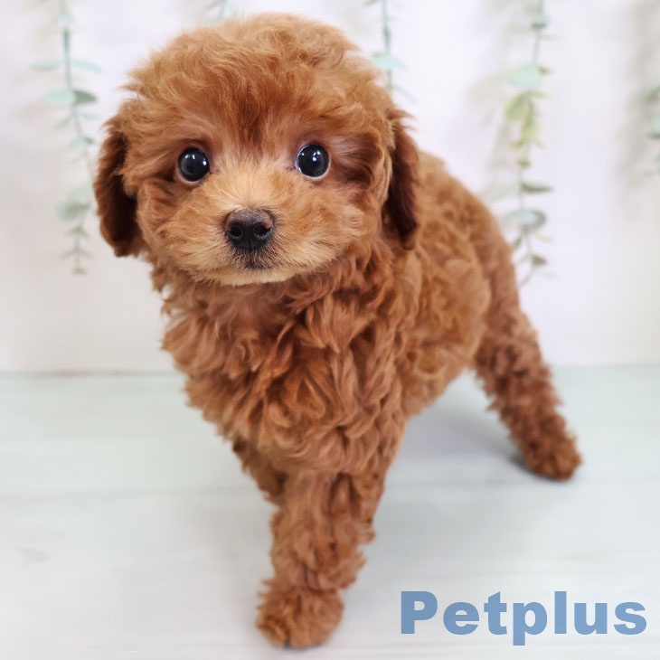 沖縄県のトイプードル(トイ) (ペットプラス 沖縄ライカム店/2025年9月4日生まれ/男の子/レッド)の子犬の2枚目の画像