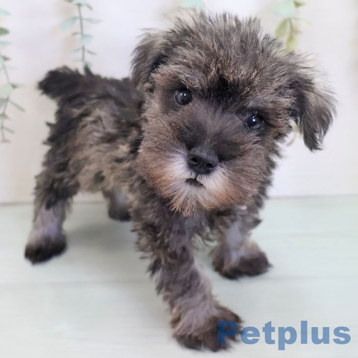 熊本県のミニチュアシュナウザー (ペットプラス 熊本店/2025年8月28日生まれ/男の子/ソルトペッパー)の子犬